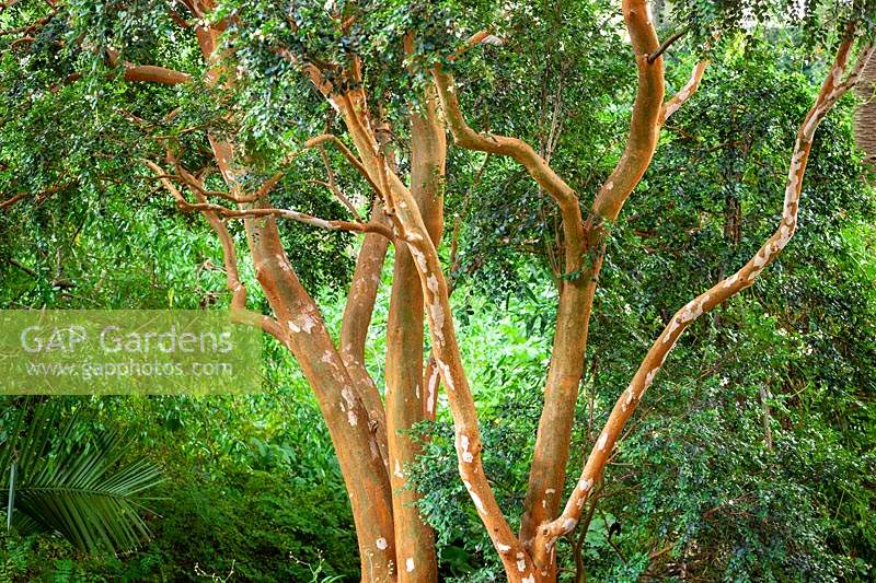The bark of Luma apiculata AGM syn. Myrtus luma  - Temu, Collimamol, Palo colorado