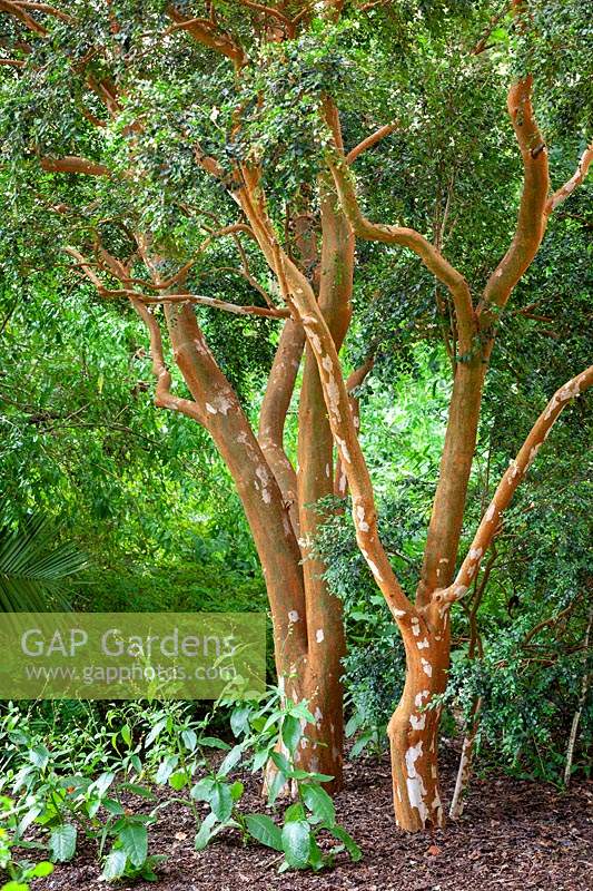 The bark of Luma apiculata AGM syn. Myrtus luma  - Temu, Collimamol, Palo colorado