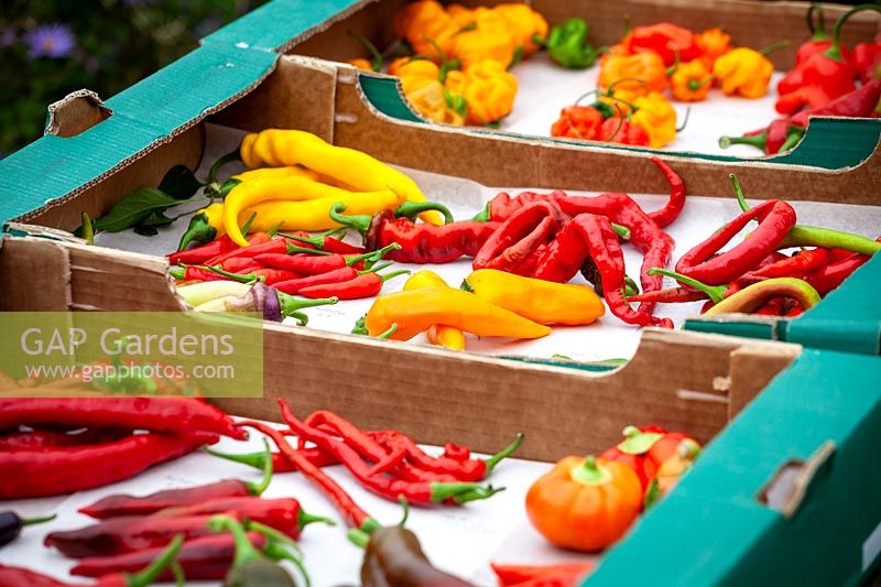 Mixed chilli peppers harvested into cardboard boxes