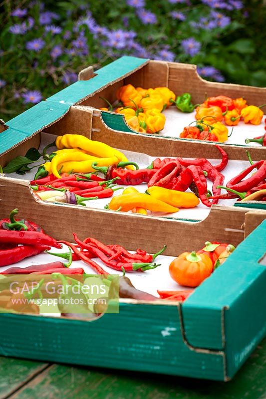 Mixed Chilli Pepper fruit harvested into cardboard boxes