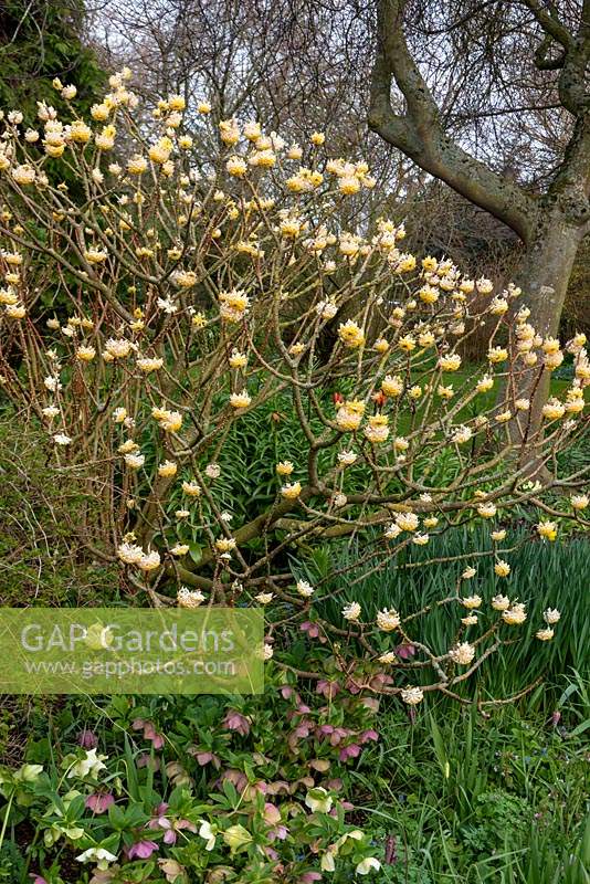 Edgeworthia chrysantha - Paperbush - in mixed bed with Helleboreus - Hellebore 