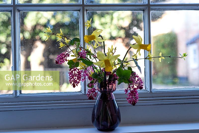 A vase of Narcissus 'February Gold', flowering currant - Ribes sanguineum,  and Forsythia by the window.