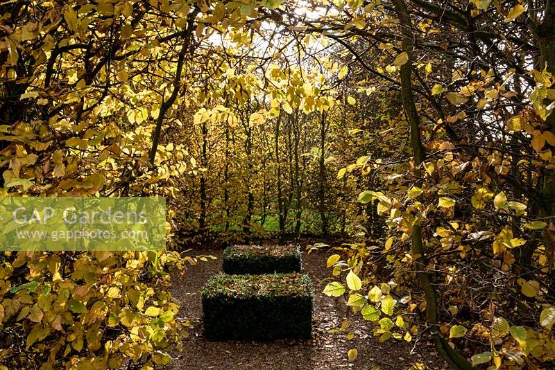 Two clipped Buxus - Box - blocks dotted with fallen leaves are enclosed by a Carpinus betulus - Hornbeam - hedge, which is glowing a rich yellow in the sun