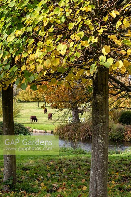 A vista framed by pleached Tilia x europaea - Lime - trees, across the moat to the Red Poll cattle grazing in the parkland 