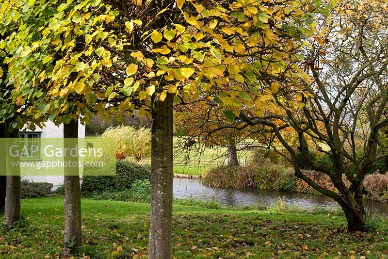 An autumn vista framed by pleached lime trees - Tilia x europaea, across the moat to the Red Poll cattle grazing in the parkland at Columbine Hall.