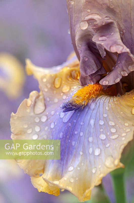 Tall Bearded Iris 'Karibik' Mego, 2011 with rain drops
