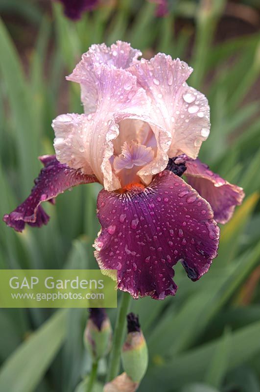Tall Bearded Iris 'Changing Times' Schreiner, 1977 with rain drops