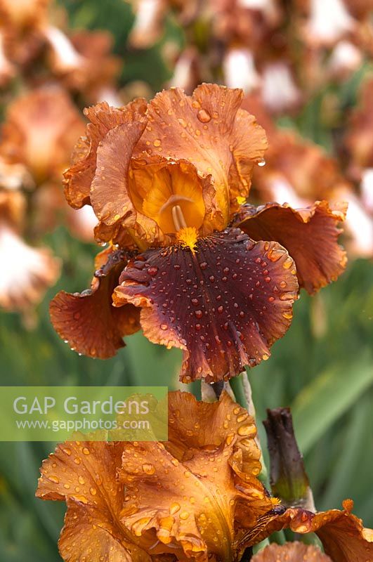 Tall Bearded Iris 'Apollodorus' 