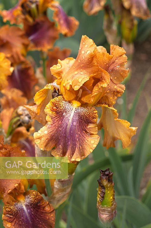 Tall Bearded Iris 'Autumn Leaves'