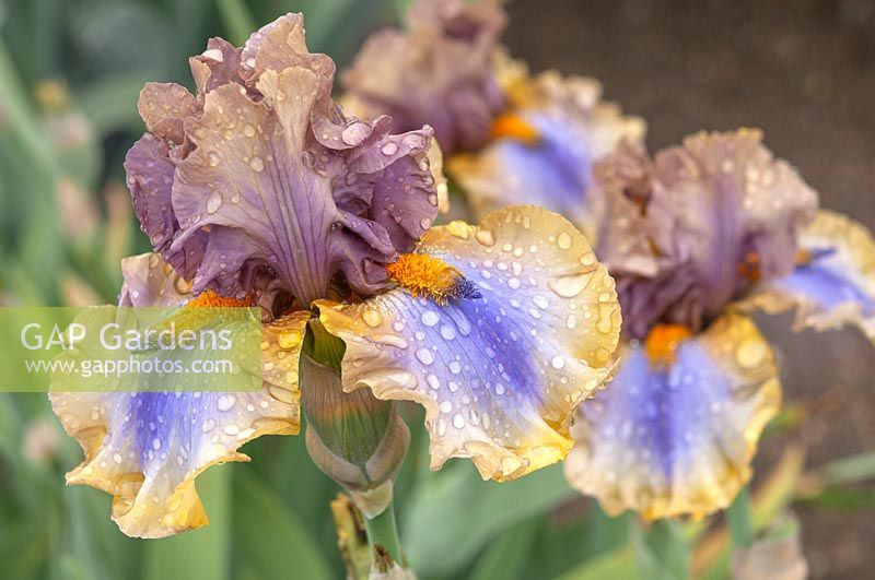 Tall Bearded Iris 'Karibik' 