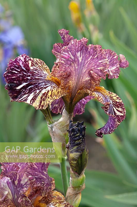 Tall Bearded Iris 'Bewilderbeast' - striped 