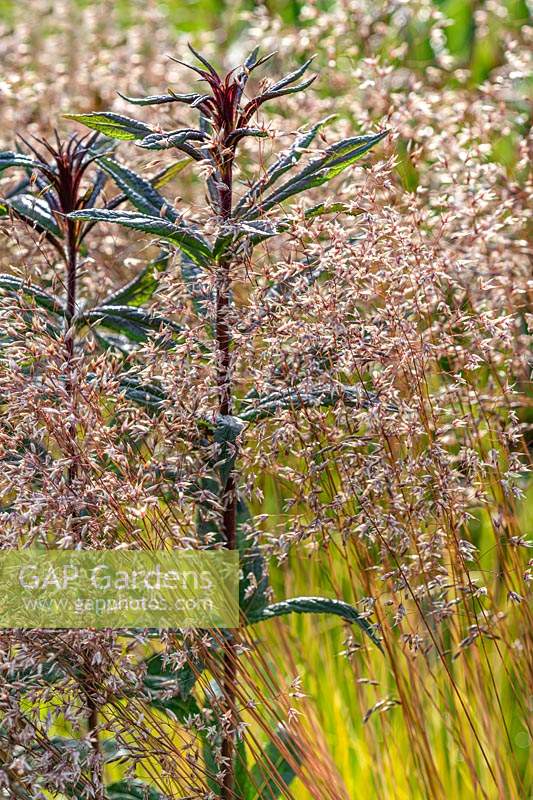 Deschampsia flexuosa 'Tatra Gold' - Wavy Hair Grass - see-through plant growing with another perennial 