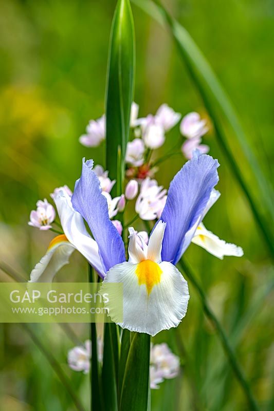 Dutch Iris hollandica 'Silver Beauty'