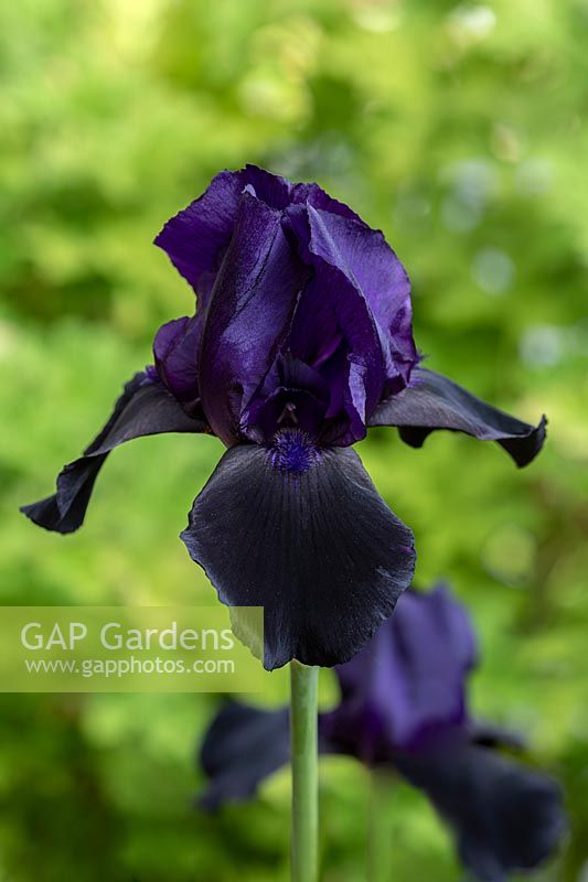 Iris germanica 'Deep Black' - Bearded Iris