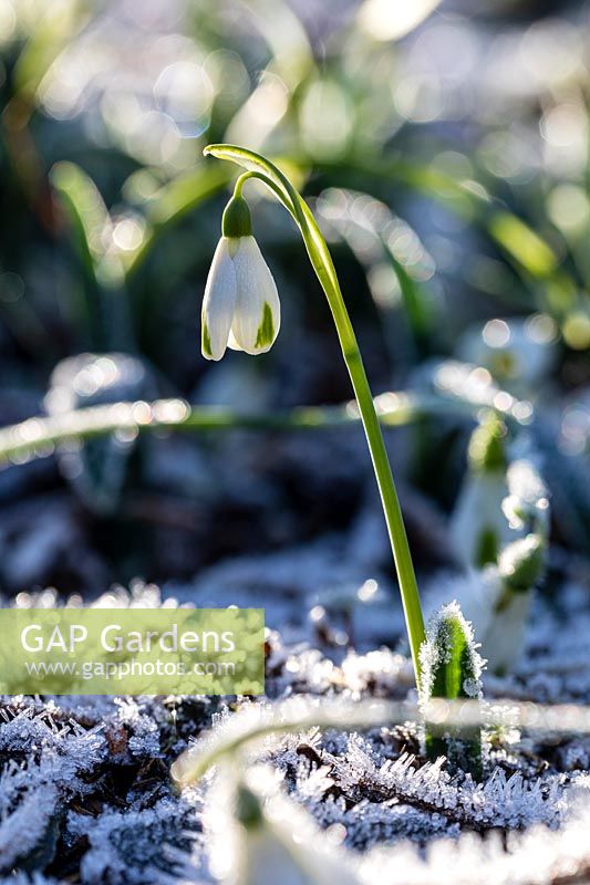 Galanthus x hybridus 'Trumps' - Snowdrop - frosted ground 
