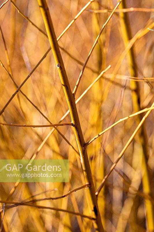 Salix alba var. vitellina 'Yelverton' - Golden Willow 