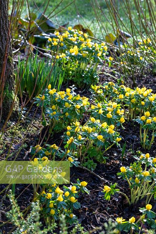 Eranthis hyemalis - Winter Aconite - growing a bed with shrubs