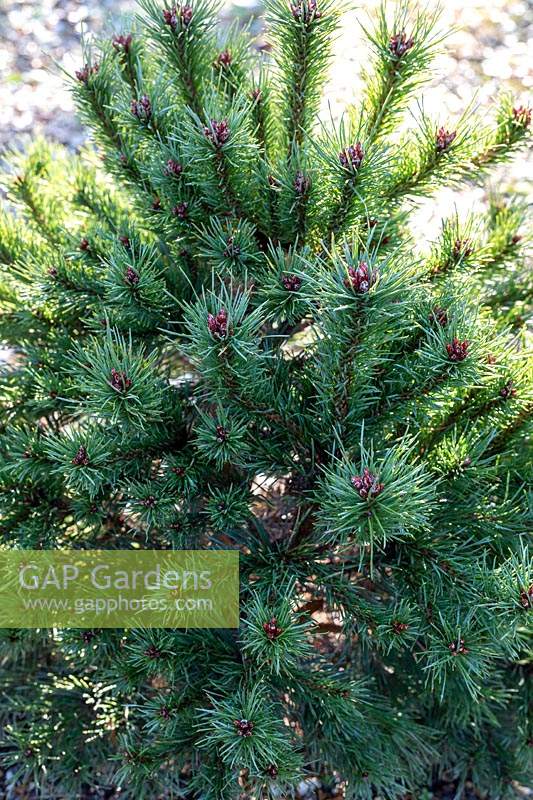 Pinus sylvestris 'Kelpie' - Scot's Pine 