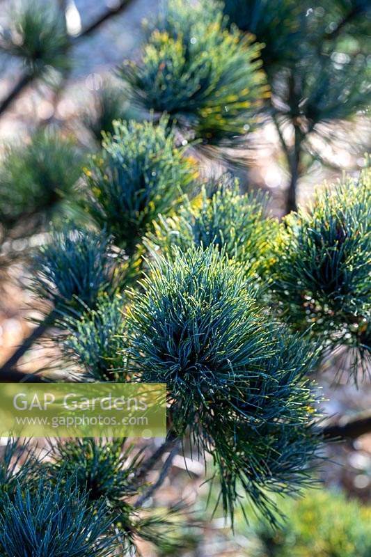 Pinus strobus 'Compacta' - Pine 