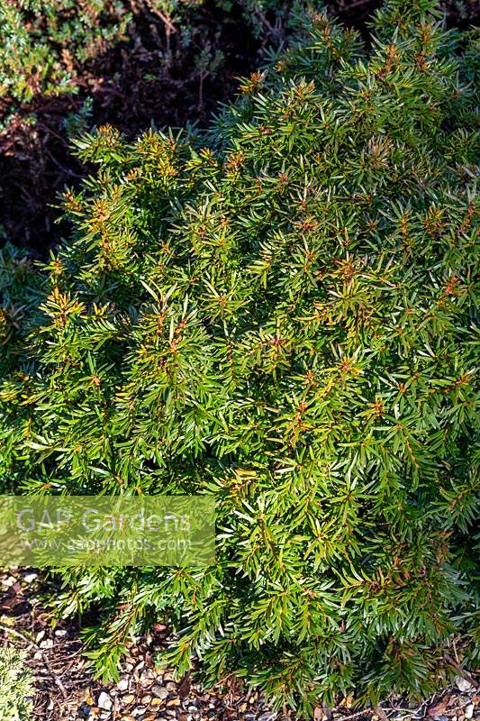 Taxus baccata 'Decora' - Yew