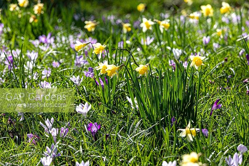Daffodils and crocus in spring.