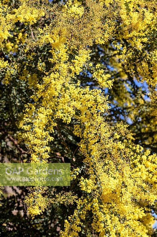 Acacia pravissima - Oven's Wattle