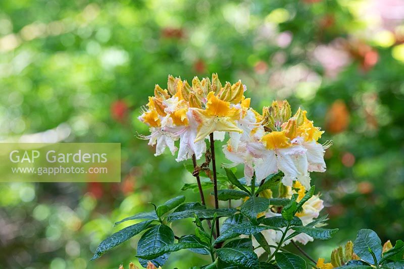 Rhododendron 'Washington State Centennial' - Azalea