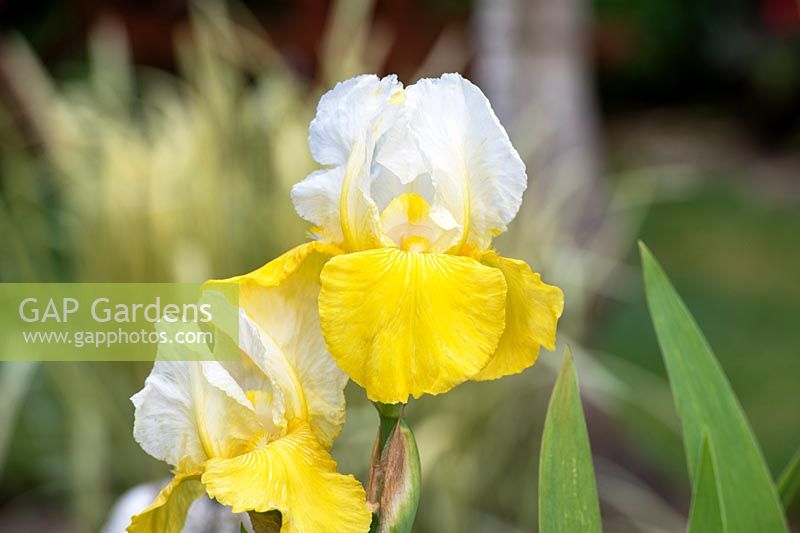 Iris 'Gold Frost' - Bearded Iris 