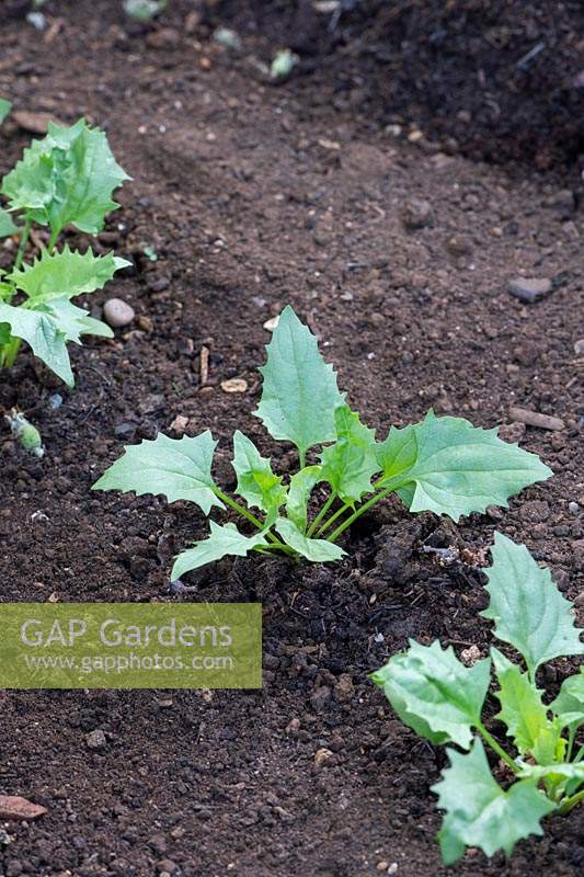 Blitum capitatum - Strawberry Spinach - young plants in a vegetable garden