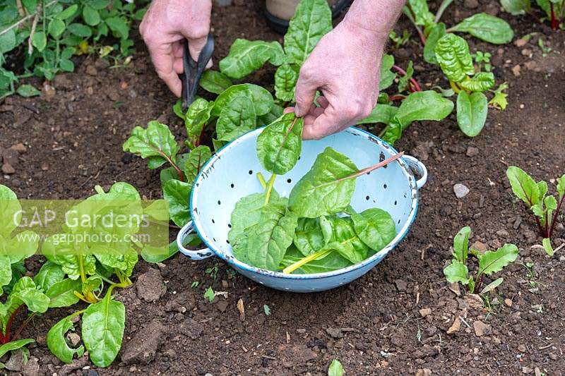 Beta vulgaris subsp. cicla var. flavescens - Swiss Chard 'Bright Lights' - cutting young leaves and putting into a colander