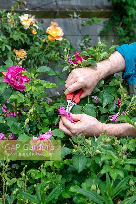 Gardener deadheading Rosa - Rose 