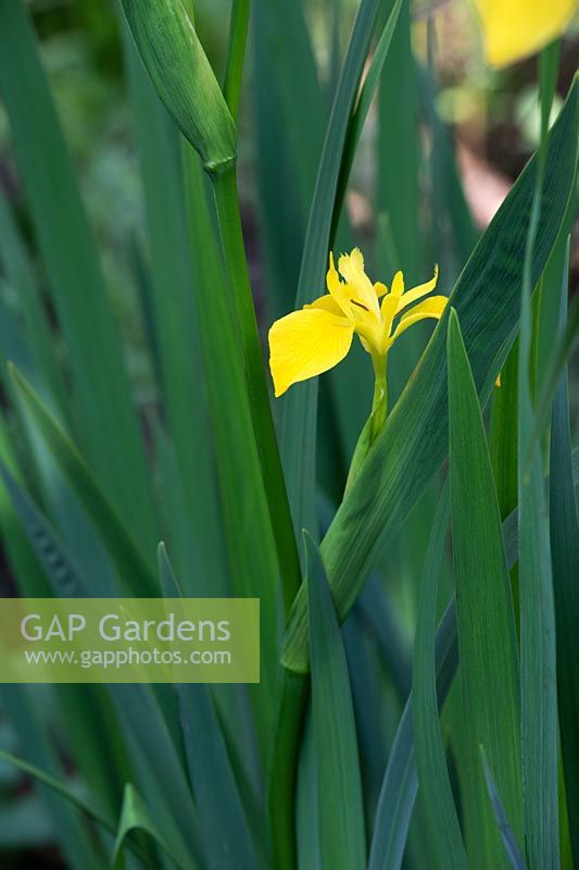 Iris pseudacorus - Yellow Flag Iris 