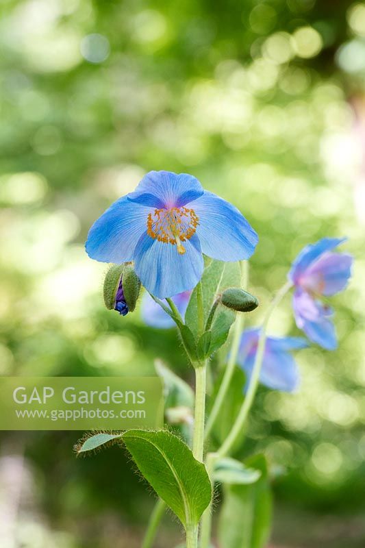 Meconopsis grandis - Himalayan Blue Poppy