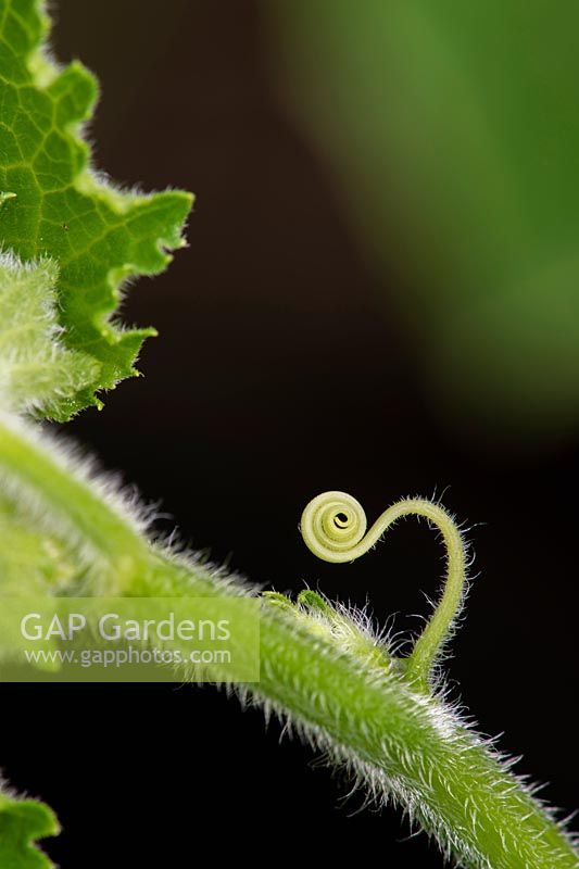Cucumis sativus - Cucumber - detail of tiny tendril in a spiral 