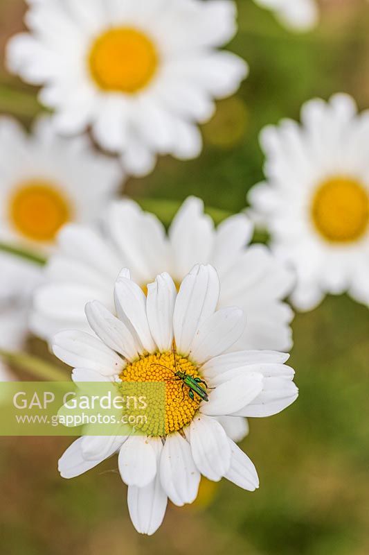 Leucanthemum vulgare - Oxeye Daisy - in flower with Thick Thighed Flower Beetle - Oedemera nobilis