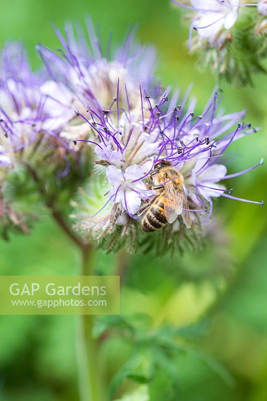 Phacelia in flower with Honey Bee - Apis mellifera