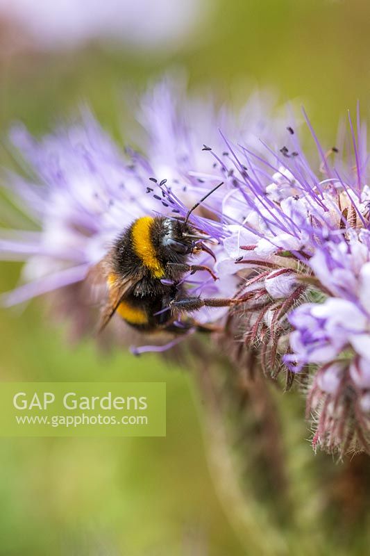 Phacelia in flower with nectar collecting Bumble Bee - Bombus spp