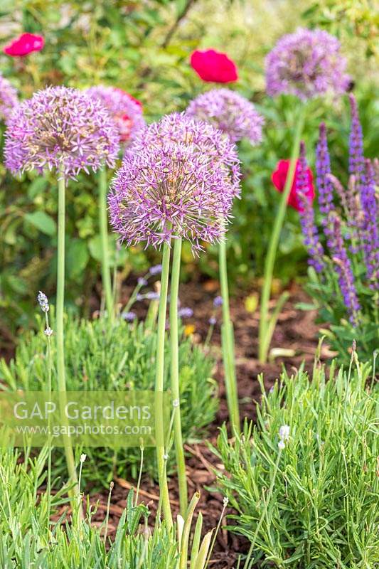 Allium 'Violet Queen' in a bed with young Lavendula - Lavender