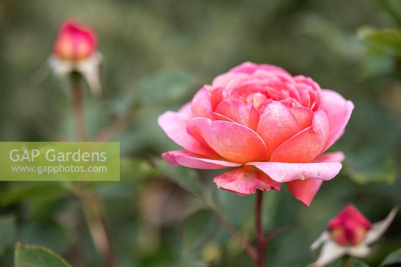 Rosa 'Boschobel' - English Shrub Rose