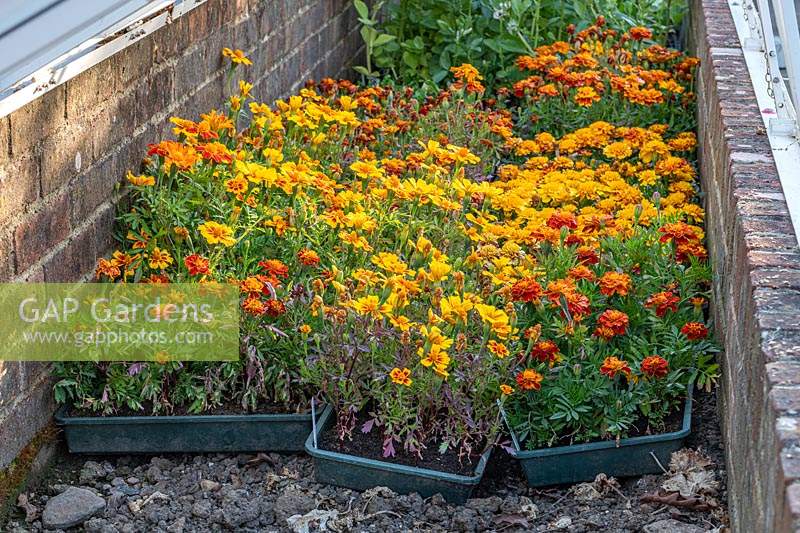 Trays of French Marigolds in coldframe