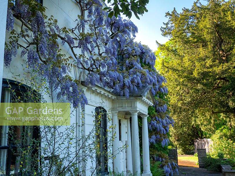 Blue Wisteria covering the house