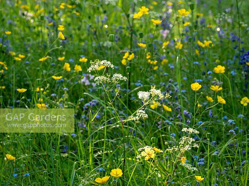 Wildflower meadow with Anthriscus sylvestris, Ranunculus repens and Myosotis sylvatica