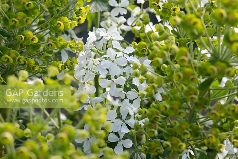 Lunaria annua var albiflora and Euphorbia