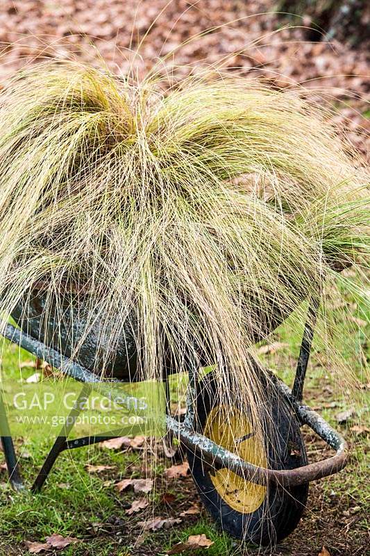 A wheelbarrow filled with mixed grasses 