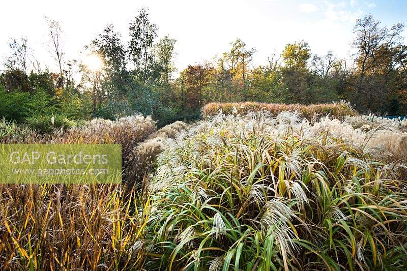 Mixed ornamental grasses at Central park Nurseries. Italy