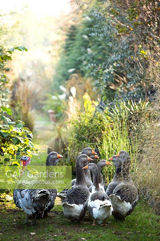 Toulouse geese at Central Park Nurseries, Italy.