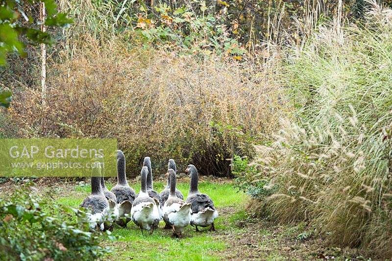 Tolosa geese at Central park Nurseries. Italy