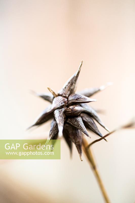 Carex grayi - Mace sedge seedhead 