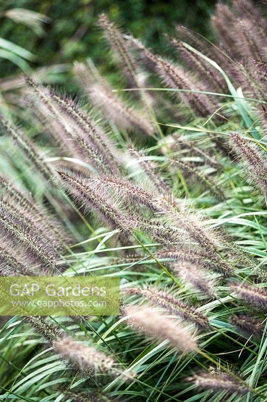 Pennisetum alopecuroides 'Moudry' - Chinese fountain grass 'Moudry'