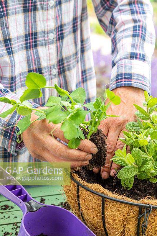 Woman planting pea plants around the outside of hanging basket. 